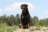 ROTTWEILER 183